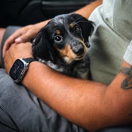 Tilly - Piebald female Dachshund puppy in Ranger, Georgia from Muscadine Meadows Poodles and Doodles
