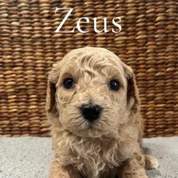 Zeus - Cream male Poodle puppy in St Augustine, Florida from St. Augustine Poodles