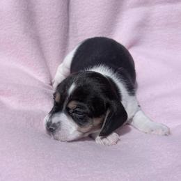 Pocket Beagle Girl 2 - Black tan and white female Beagle puppy in Gentry, Arkansas from HC Puppy Ranch