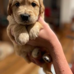 Golden Retriever Puppies from Millport Golden Retriever