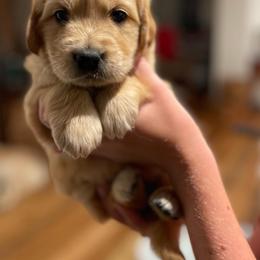 Golden Retriever Puppies from Millport Golden Retriever