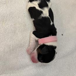 Miniature Schnauzer Puppies from 92882 Schnauzerville
