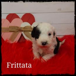 Frittata - Black and white female Sheepadoodle puppy in Farley, Iowa from Iowa's Doodle Co.