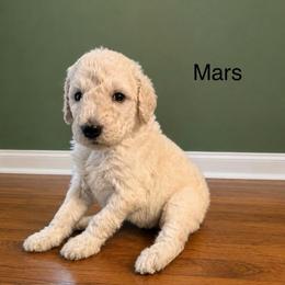 Mars - White female Poodle puppy in Greenwich, New York from MizzElle’s Standard Poodles