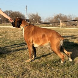 Sadie Mae - Boxer