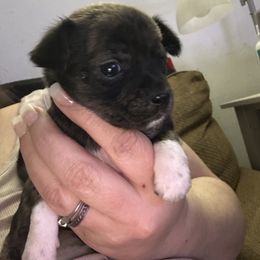 Chihuahua and Poodle Puppies from Garrett’s Chihuahuas and Poodles