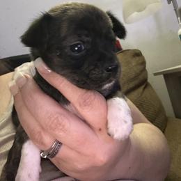 Chihuahua and Poodle Puppies from Garrett’s Chihuahuas and Poodles