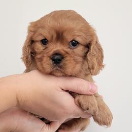 Penny - Ruby female Cavalier King Charles Spaniel puppy in Seneca, Kansas from Palmer Cavaliers