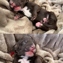 Red collar - Chocolate male Labradoodle puppy in Clovis, California from Delta Doodless