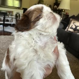 Shih Tzu Puppies from Puddle Jumpers Shih Tzus
