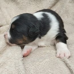Iron - Black tri male Miniature American Shepherd puppy in Springfield, Missouri from Sunrock Kennel
