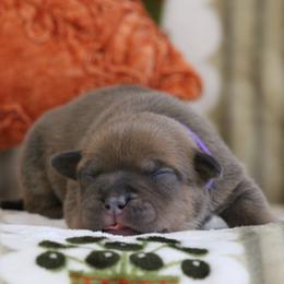 Purple Collar - Blue brindle female American Bully puppy in Easton, Maryland from Night Court Bullies