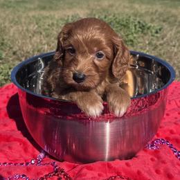 Teddy - Red  male Goldendoodle puppy in Austin, Texas from Doodles of Central Texas