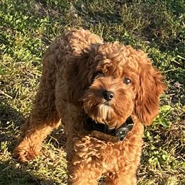 Oakley - Cavapoo