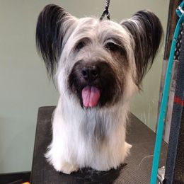Jeeves - Cream male Skye Terrier puppy in Center City, Minnesota from Falkor Skye Terriers