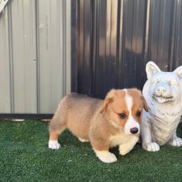 Teddy - Red and white male American Corgi puppy in Santa Ana, California from Tran's CorgiLand