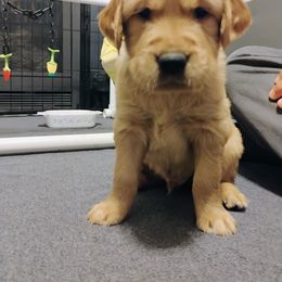 Boy 4 - Green - Dark golden male Golden Retriever puppy in North Logan, Utah from Twin Canyon Retrievers