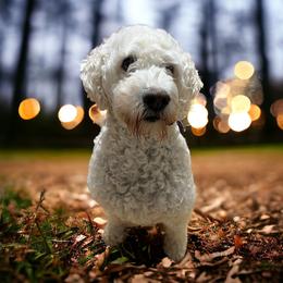 Bella - Goldendoodle