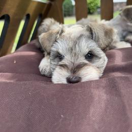 Miniature Schnauzer Puppies from Rooted Hearts Miniature Schnauzers