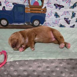 Daisy - Chalk female Labradoodle puppy in Weatherford, Texas from Oodles of poodles and doodles