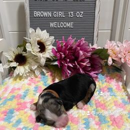 Aussiedoodle and Australian Shepherd Puppies from Loving Puppy Paws Kennel