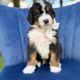 Curly - Tri-color male Bernedoodle puppy in Bellville, Ohio from Bernedoodle Buddies