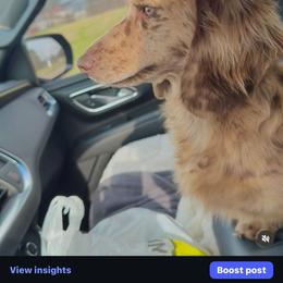 Kitty - Dachshund