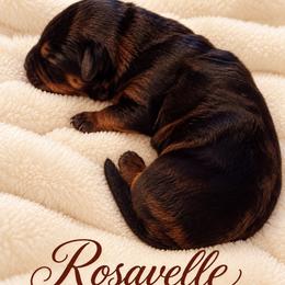 Rosavelle - Black and red female German Shepherd puppy in Vintondale, Pennsylvania from Causey's Critters