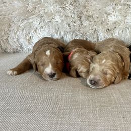 Assorted Doodle Crosses, Goldendoodle, and Poodle Puppies from Kava Kennels