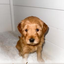 Marlon - Apricot male Goldendoodle puppy in Garden Grove, California from Sunkissed Doodles