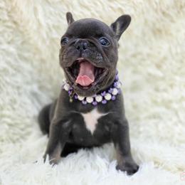 French Bulldog and Pekingese Puppies from SFLK