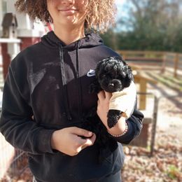 Goldendoodle, Poodle, and Shihpoo All Grown Up from Peace, Love, and Puppies at the Creek