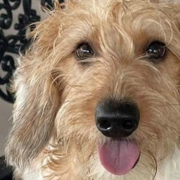 Dachshunds from New Empire Kennels