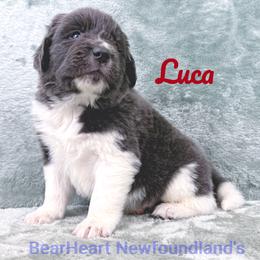 Luca - White and gray male Newfoundland puppy in Cortez, Colorado from Bear Heart Newfoundlands, LLC