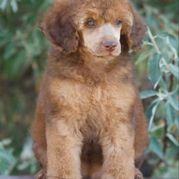 Admiral - Sable male Poodle puppy in Orem, Utah from First Class Poodles