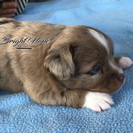 Miniature American Shepherds and Miniature Australian Shepherds from Bright Hope Aussies