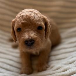Elm - Brown male Bernedoodle puppy in Copenhagen, New York from Moser’s Mapleridge Farm