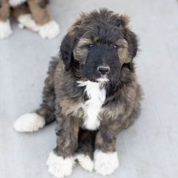 Bernedoodle Puppies from The Canine Society