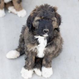 Bernedoodle Puppies from The Canine Society