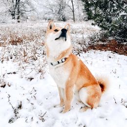 Shiba Inu from Schwindt Shiba’s