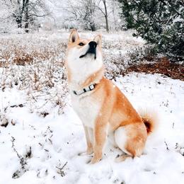 Shiba Inu from Schwindt Shiba’s