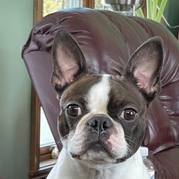Flame - Boston Terrier