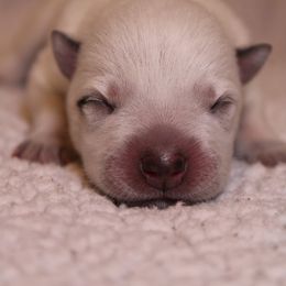 Australian Cattle Dog Puppies from Kanku