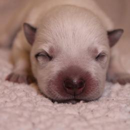 Australian Cattle Dog Puppies from Kanku