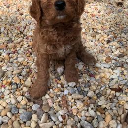 Goldendoodle Puppies from Gardenia Goldens and Goldendoodles