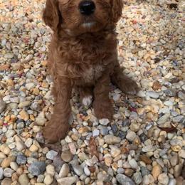 Goldendoodle Puppies from Gardenia Goldens and Goldendoodles