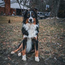 Australian Shepherd All Grown Up from Safe Haven Aussies