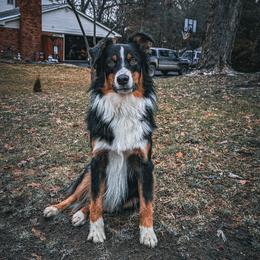 Australian Shepherd All Grown Up from Safe Haven Aussies