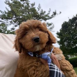 Archie - Red  male Goldendoodle puppy in Germantown, Maryland from Honey Blossom Doodles