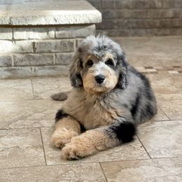 Bernedoodle, Bernese Mountain Dog, Poodle, and Sheepadoodle Puppies from My Fair Doodles